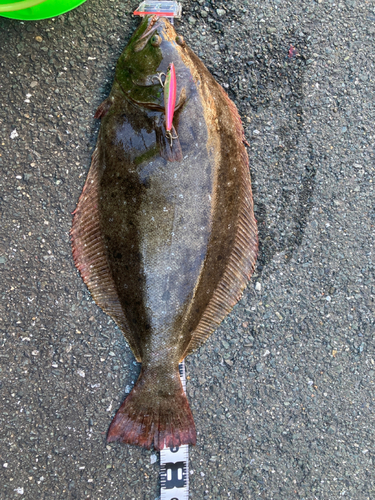 ヒラメの釣果