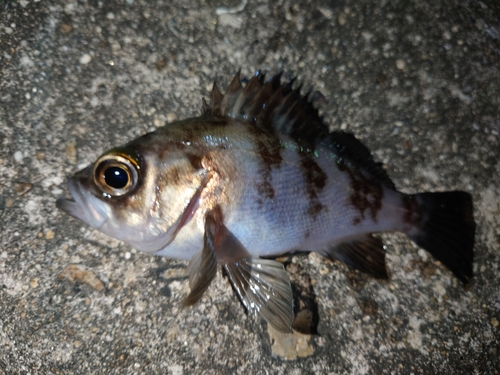 メバルの釣果