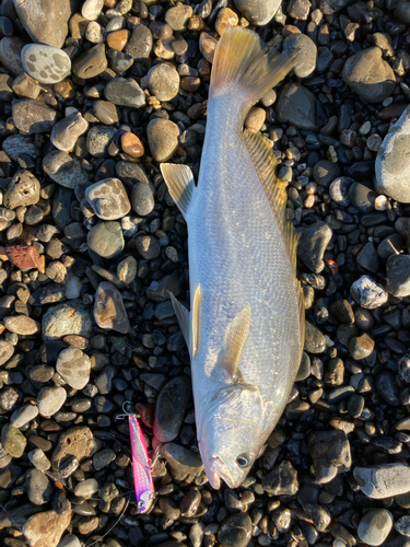 ニベの釣果