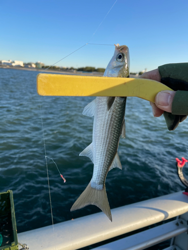 ボラの釣果