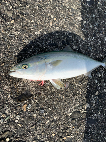 ハマチの釣果