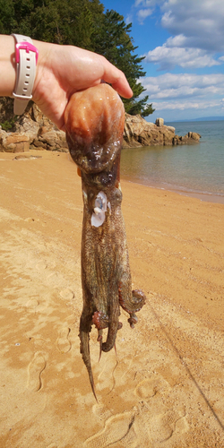 タコの釣果