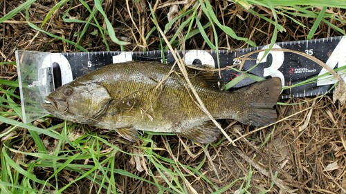 スモールマウスバスの釣果