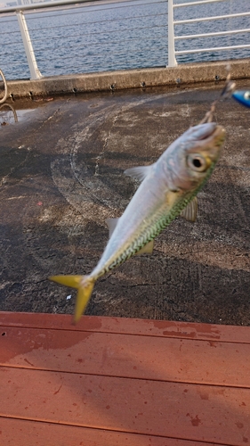 サバの釣果