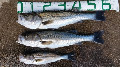 セイゴ（マルスズキ）の釣果