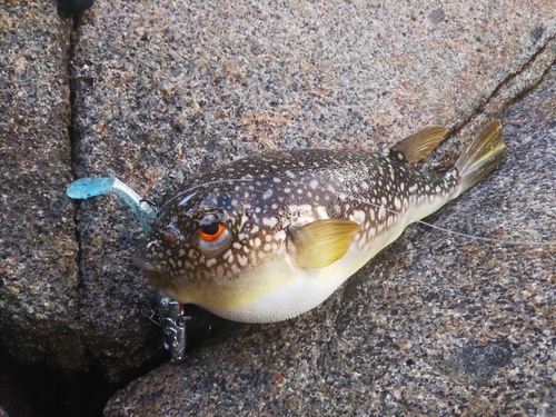 フグの釣果