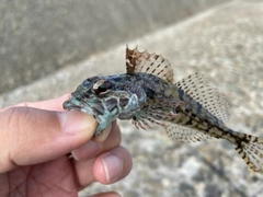 ハゼの釣果