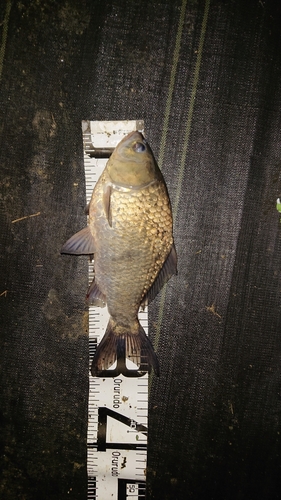 フナの釣果