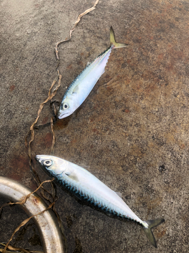 サバの釣果