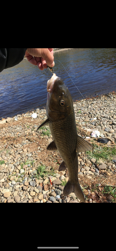 ニゴイの釣果