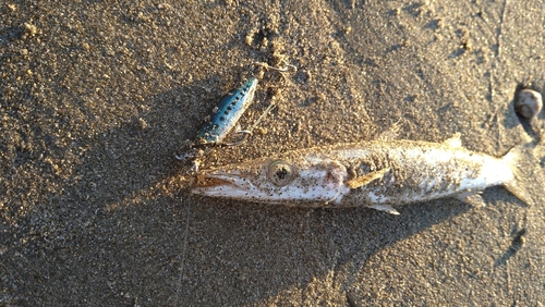 カマスの釣果