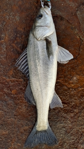 スズキの釣果