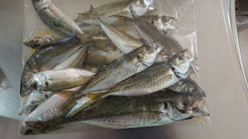 アジの釣果