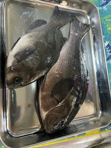 グレの釣果