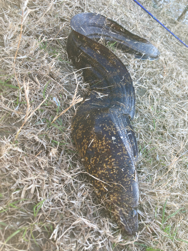 ウツボの釣果