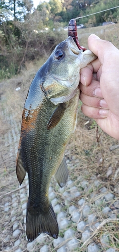 ブラックバスの釣果