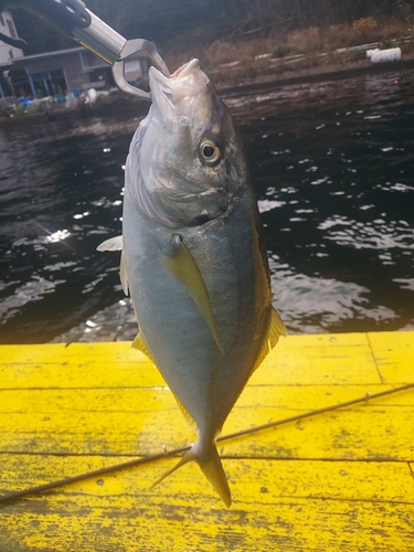 シマアジの釣果