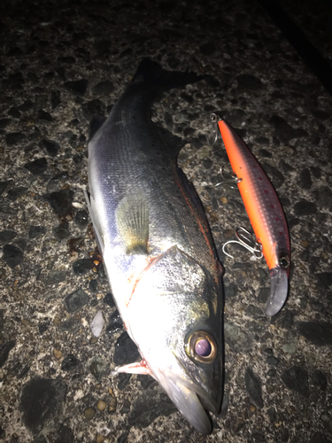 シーバスの釣果