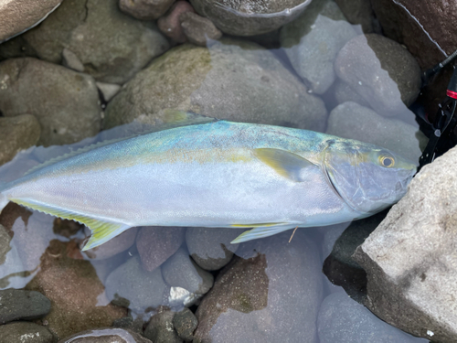 ヒラスの釣果