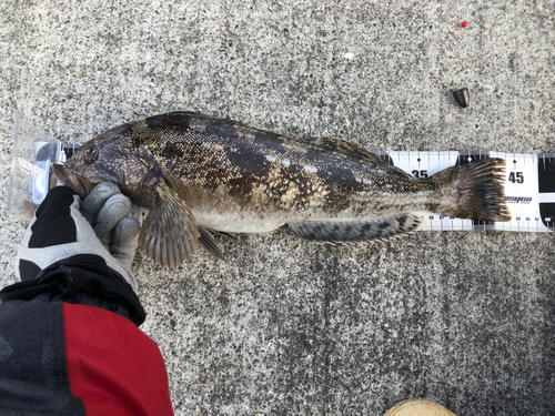 アイナメの釣果