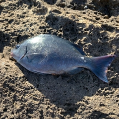 オナガグレの釣果