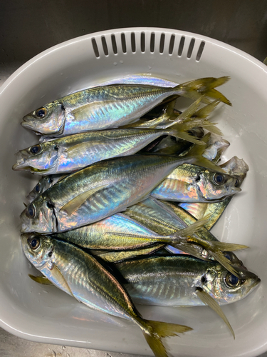 マアジの釣果