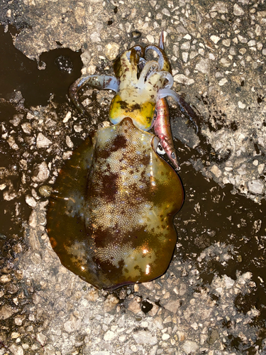 アオリイカの釣果