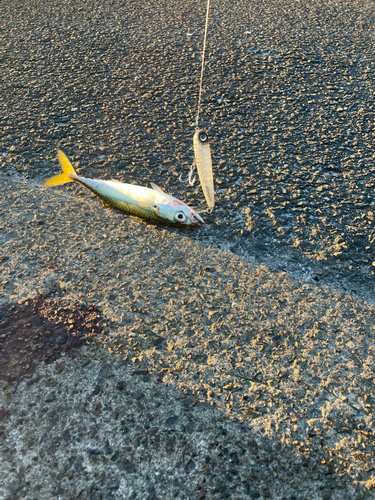 サバの釣果