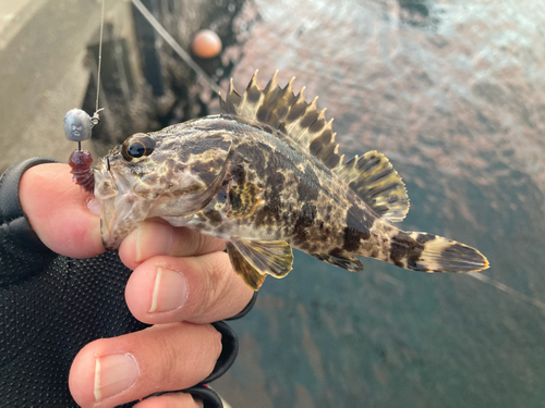 ガシラの釣果