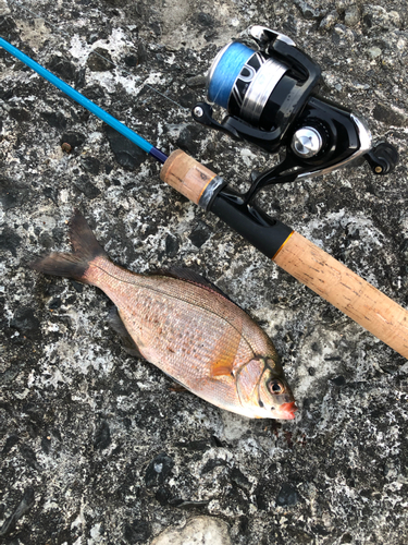 ウミタナゴの釣果