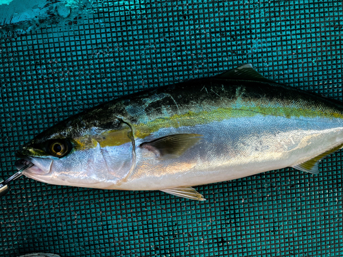 ハマチの釣果