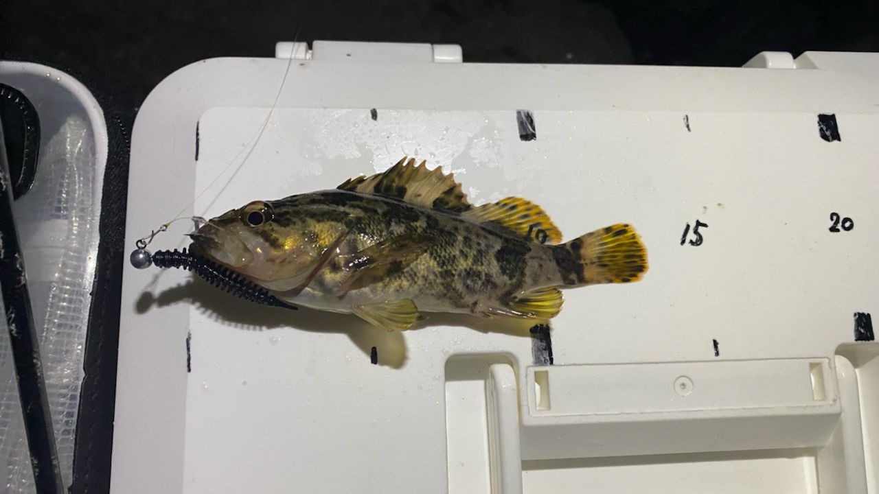 タケノコメバル