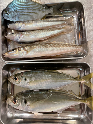 アジの釣果