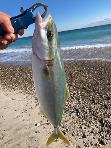 イナダの釣果