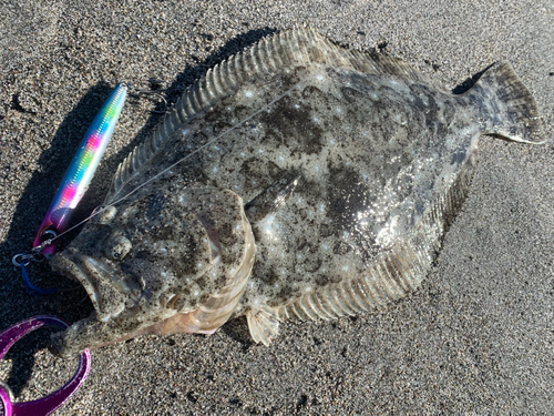 ヒラメの釣果