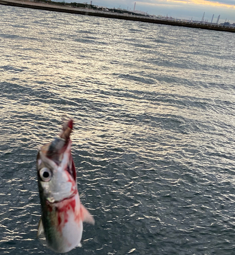 サバの釣果