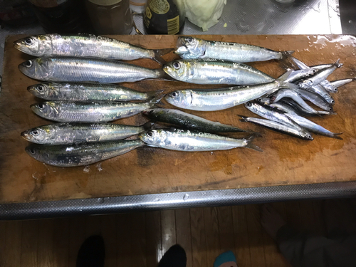 イワシの釣果