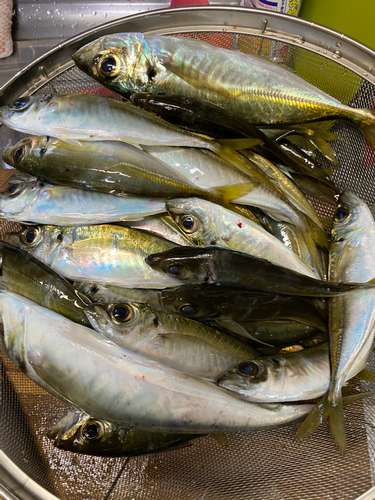 アジの釣果