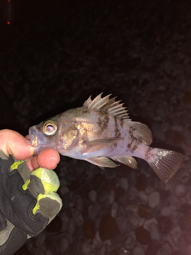 シロメバルの釣果