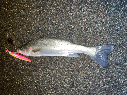 フッコ（マルスズキ）の釣果