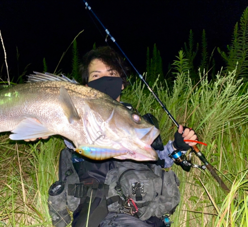 マルスズキの釣果