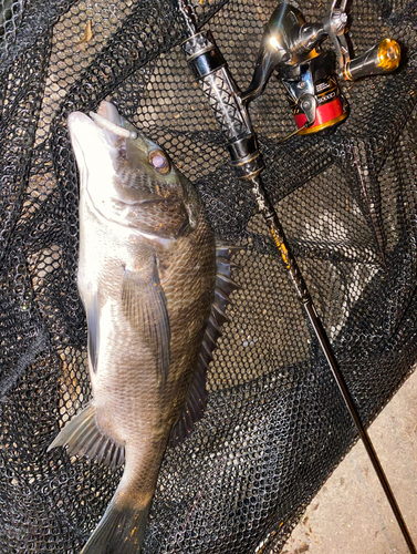 チヌの釣果