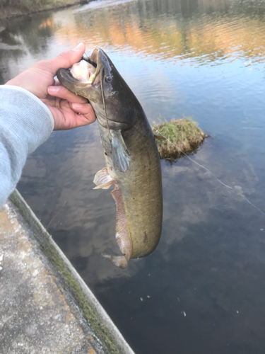 ナマズの釣果