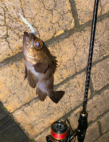 シロメバルの釣果