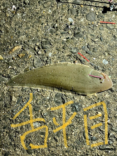 シタビラメの釣果