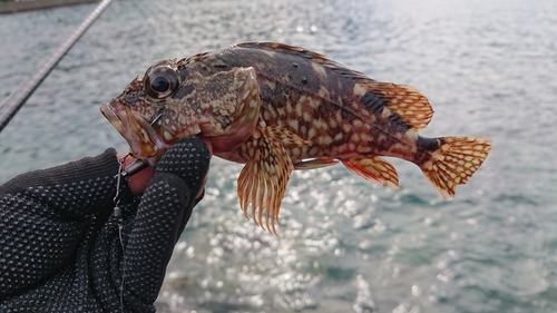 カサゴの釣果