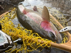 ニジマスの釣果