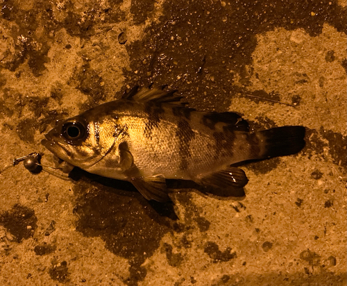 シロメバルの釣果