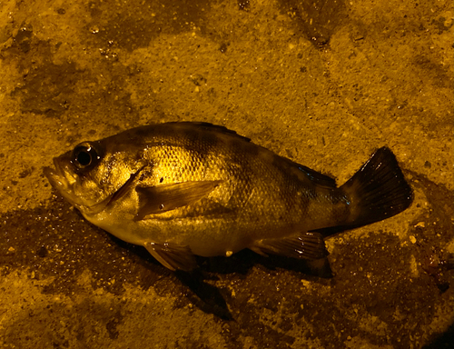 シロメバルの釣果