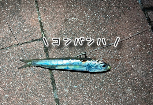 カタクチイワシの釣果